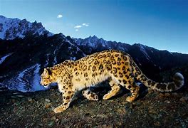Image result for Mac OS Snow Leopard Wallpaper