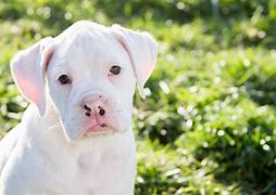 Image result for Aesthetic Boxer Dog