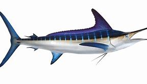 Image result for Marlin Fish