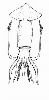 Image result for Cephalopoda