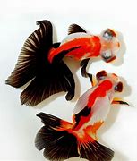 Image result for Chinese Goldfish