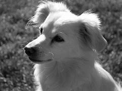 Image result for Cute Black and White Dogs