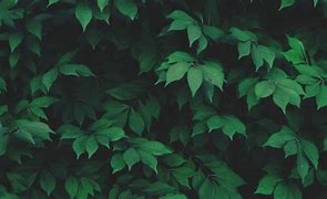 Image result for Laptop Home Screen Aesthetic Green