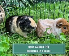 Image result for Katie Guest Guinea Pig Rescue