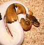 Image result for Lemon Pastel Pied Ball Pythin