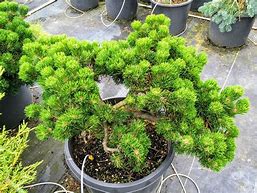 Image result for Pinus mugo Jacobsen