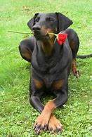 Image result for Miniature Doberman