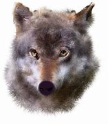 Image result for Crazy Wolf Meme