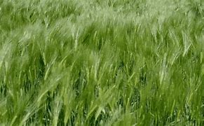 Image result for Green Fields of Grain 4K