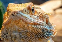Image result for Holes Bearded Dragon