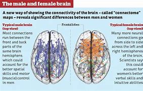 Image result for Brain Differences Between Genders