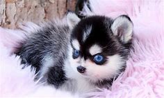 Pomsky Puppies for Sale - Teacup Pomskies

| Foufou Puppies