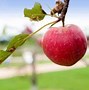 Image result for Zestar Apple Fruit