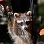 Image result for Fat Raccoon Images