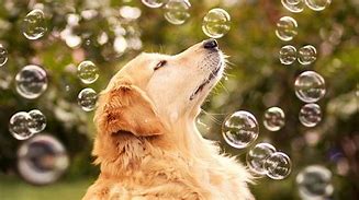 Image result for Cute Bubbles Wallpaper