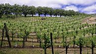 Image result for Dunn Petite Sirah Howell Mountain
