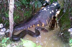 Image result for Largest World Biggest Snake Real
