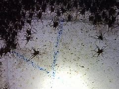 Image result for Cave Cricket Tube Fallout 76