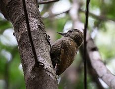 Image result for Veniliornis frontalis