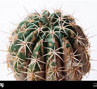 Image result for Cactus Dry Rot