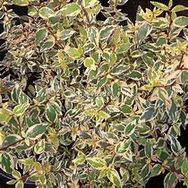 Image result for Abelia grandiflora TRICOLOR CHARM