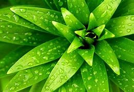 Image result for vert