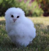 Image result for Fluffy Owl OC