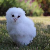 Image result for Fluffy Owl