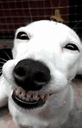 Image result for GIF Doge Smiling