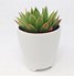 Image result for Succulent Air Plant