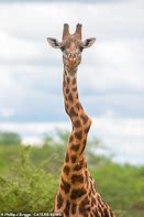 Image result for Giraffe Neck Meme