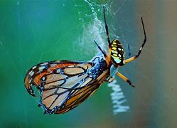 Image result for Bird Eating Spider Facts