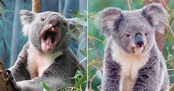 Image result for Scary Koala