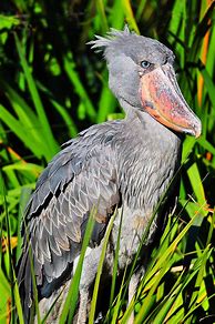Image result for African Pelican
