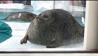 Image result for Seal Mother Chonk Meme