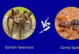 Image result for Big Spider Tarantula