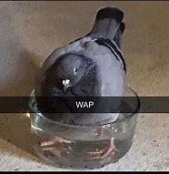Image result for Drip Pigeon Meme