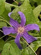 Image result for Sapphire Indigo Clematis