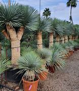 Yucca rostrata 的图像结果