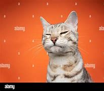 Image result for Cat Looking at Camera Meme 1040X1040