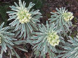 Image result for Euphorbia Glacier Blue