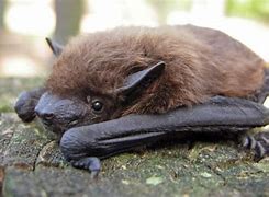 Image result for Wisconsin Brown Bat
