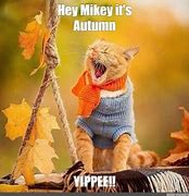 Image result for Cat Memes Fall