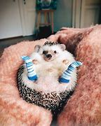 Image result for Cute Animals Being Funny