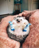 Image result for Cute Baby Animal Memes