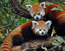 Image result for Red Panda Reproduction