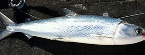 Image result for Vail Milky Fish