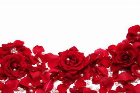 Image result for Red Flower Photography White Background