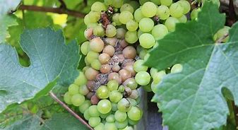 Image result for Grape Diseases