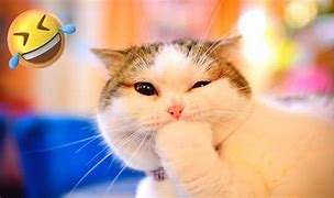Image result for Beautiful Funny Cat